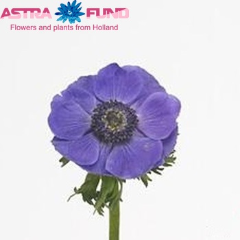Anemone  'Mistral Plus Dark Blue' zdjęcie