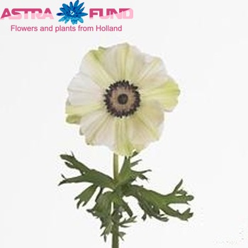 Anemone coronaria 'Mistral Plus White Pink' zdjęcie