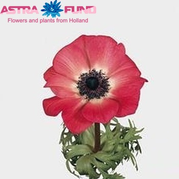 Anemone coronaria 'Mona Lisa Pink' photo