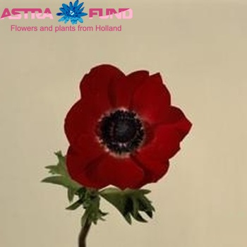 Anemone coronaria 'Mona Lisa Red' foto