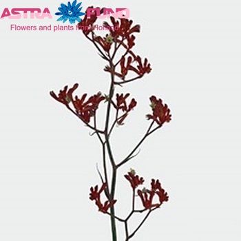 Anigozanthos flavidus 'Bush Ruby' Foto