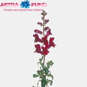 Antirrhinum majus 'Alaska Crimson' фото