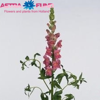 Antirrhinum majus 'Costa Rose' фото