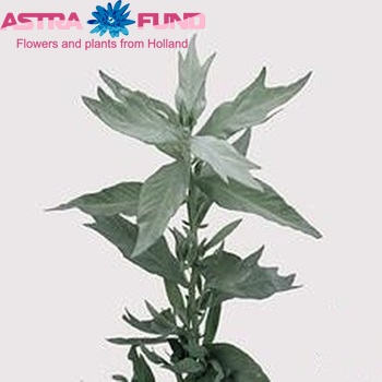 Artemisia ludoviciana 'Valerie Finnis' фото