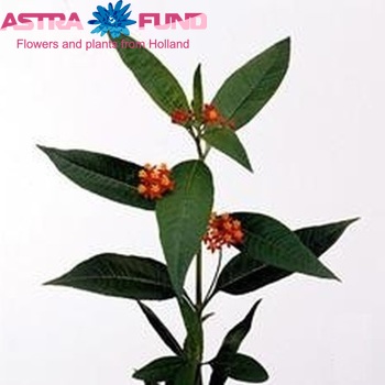 Asclepias curassavica 'Red Butterfly' Foto