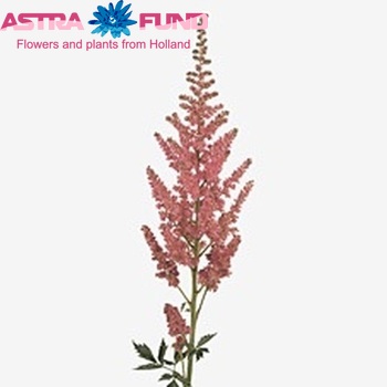 Astilbe chinensis 'Vision in Pink' foto