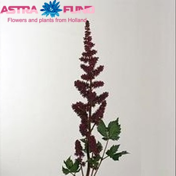 Astilbe chinensis 'Vision in Red' foto