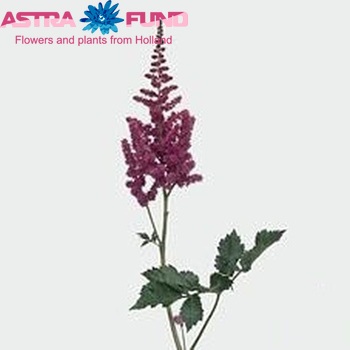 Astilbe chinensis 'Visions' foto