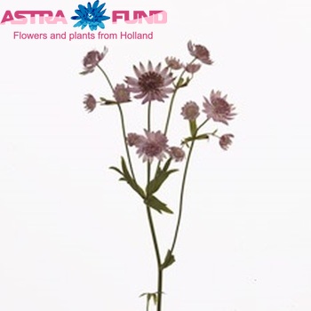 Astrantia major 'Pink Sensation' zdjęcie