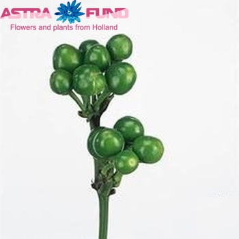 Capsicum annuum per tak 'Green Candy' (peper) photo