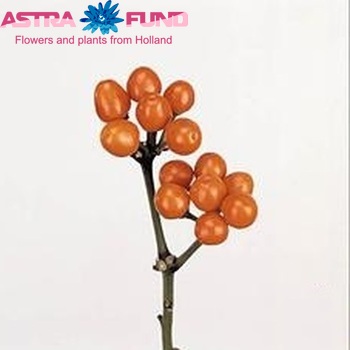 Capsicum annuum per tak 'Orange Candy' (peper) Foto
