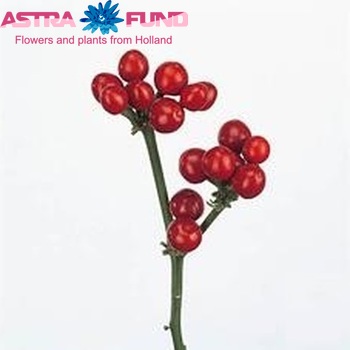 Capsicum annuum per tak 'Red Candy' (peper) Foto