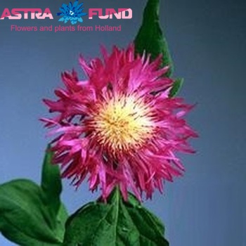 Centaurea dealbata zdjęcie