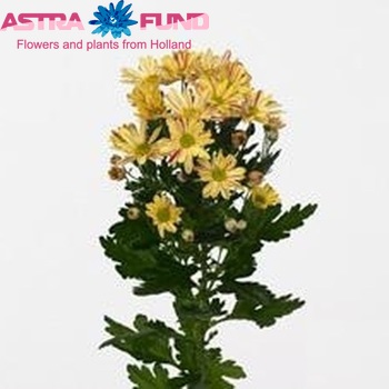 Chrysanthemum Indicum Grp tros Sinclair Yellow foto