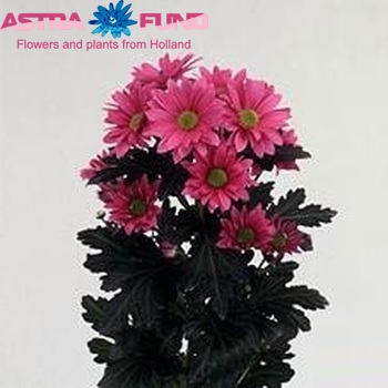 Chrysanthemum Indicum Grp tros 'Streamer' foto