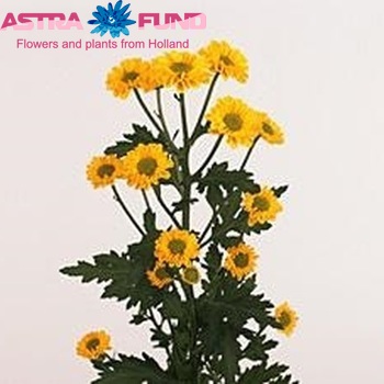 Chrysanthemum Indicum Grp tros santini 'Vysun' Foto
