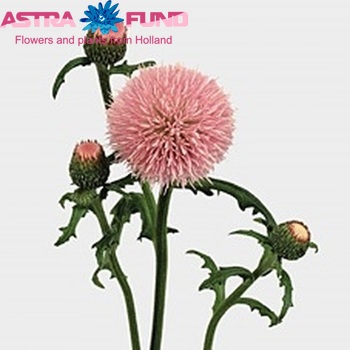 Cirsium japonicum 'Pink Beauty' фото