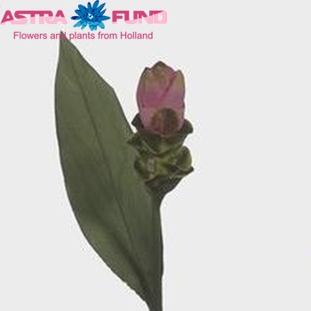 Curcuma alismatifolia zdjęcie