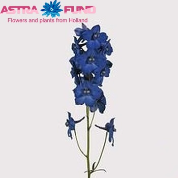 Delphinium Belladonna Grp enkelbloemig 'Blue Shadow' фото
