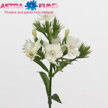 Dianthus Crown Crystal Ice фото
