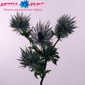 Eryngium alpinum Foto