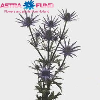 Eryngium alpinum 'Blue Star' фото