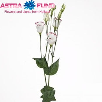 Eustoma russellianum enkel bloeiend Charm Rose Rim zdjęcie