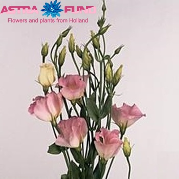 Eustoma russellianum enkelbloemig 'Charm Pastel Pink' zdjęcie