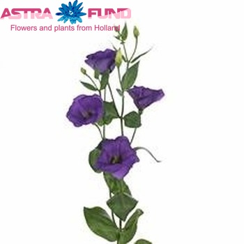 Eustoma russellianum enkelbloemig 'Colorado Purple' zdjęcie