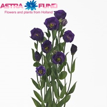Eustoma russellianum enkelbloemig 'Fioretti Purple' zdjęcie