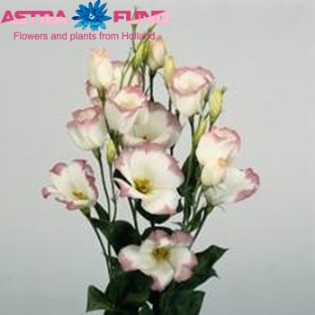 Eustoma russellianum enkelbloemig 'Fuji Picotee Pink' zdjęcie