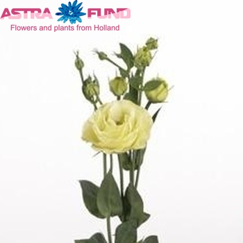 Eustoma'Rosita Yellow' zdjęcie