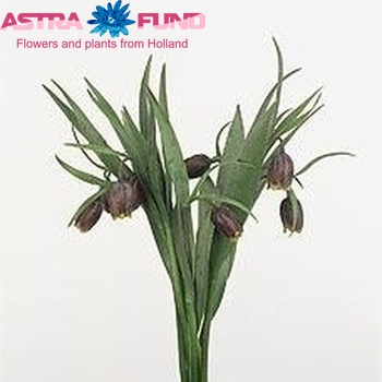 Fritillaria assyriaca Foto