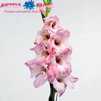Gladiolus  'Ben Venuto' photo