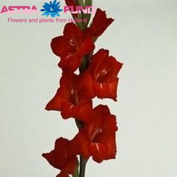 Gladiolus  'Chinon' zdjęcie