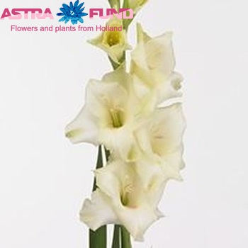 Gladiolus  'Cream Perfection' Foto