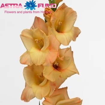 Gladiolus  'Esta Bonita' zdjęcie