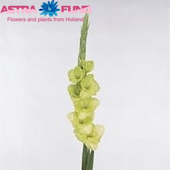 Gladiolus 'Green Star' Foto
