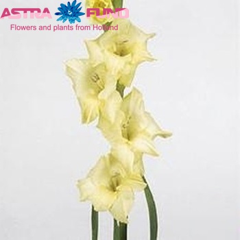 Gladiolus grootbloemig 'Adagio' zdjęcie