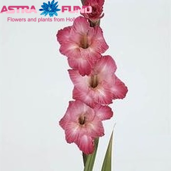 Gladiolus grootbloemig 'Cantate' zdjęcie