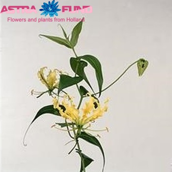 Gloriosa lutea (lang) photo