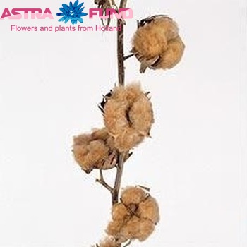 Gossypium hirsutum Bright Brown Cotton photo