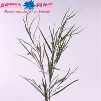 Grevillea asplenifolia photo
