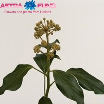 Hedera colchica 'Arborescens' фото