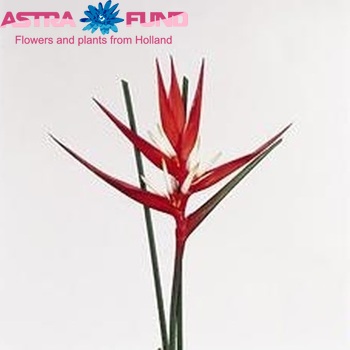 Heliconia angusta 'Holiday' Foto