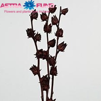 Hibiscus trionum paars Foto