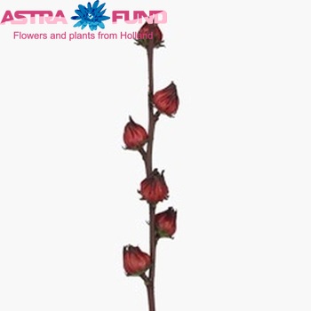 Hibiscus trionum rood Foto