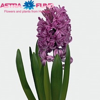 Hyacinthus orientalis 'Anna Liza' zdjęcie