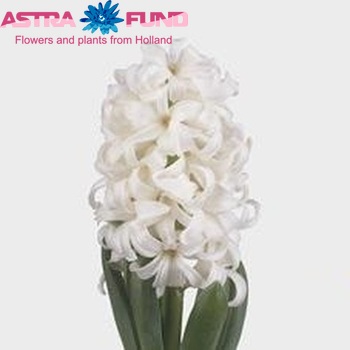 Hyacinthus orientalis 'White Pearl' zdjęcie