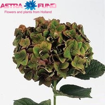 Hydrangea macrophylla 'AB Green Shadow' (classic) zdjęcie